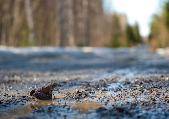 Russia Karelia Spring