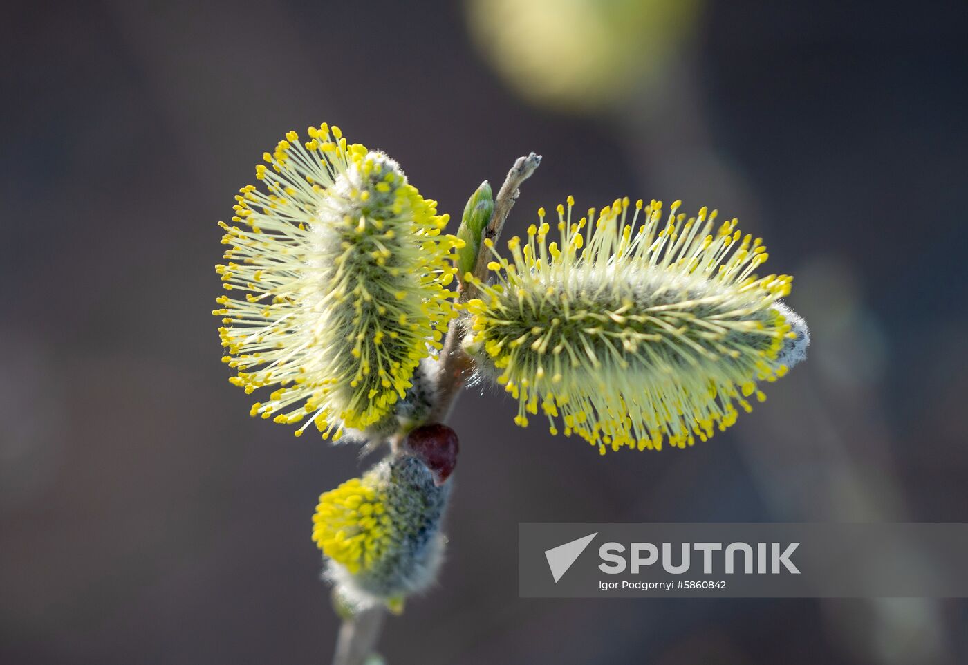 Russia Karelia Spring