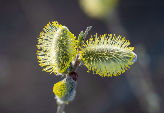 Russia Karelia Spring
