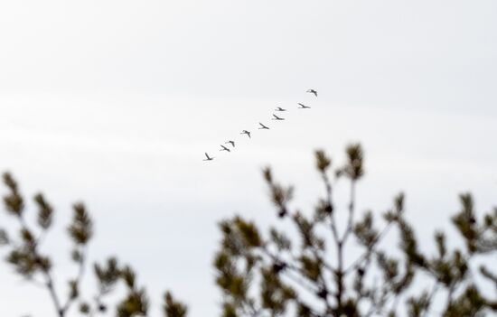 Russia Karelia Spring