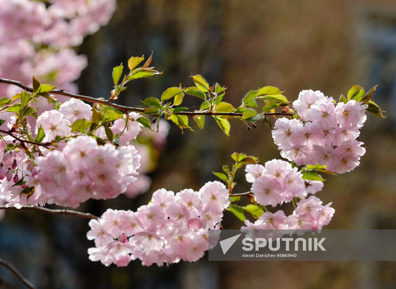 Russia Spring
