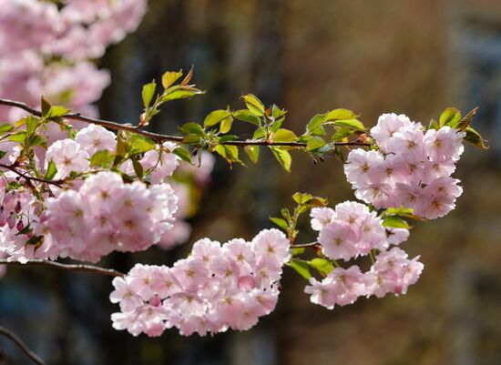Russia Spring