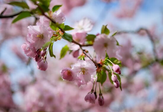 Russia Spring