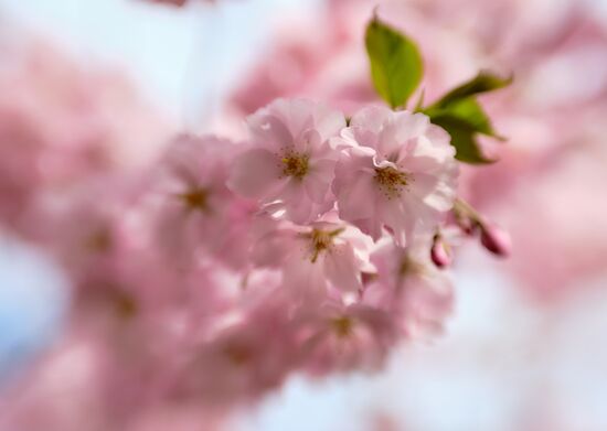 Russia Spring