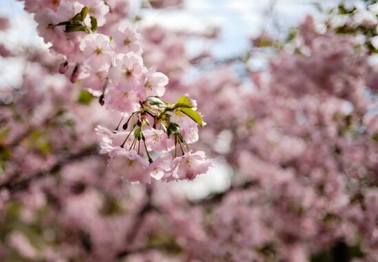 Russia Spring