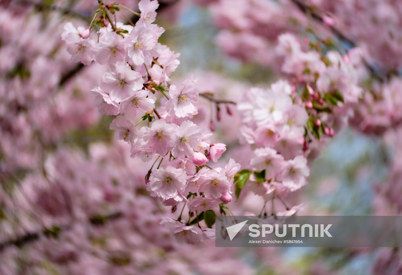Russia Spring