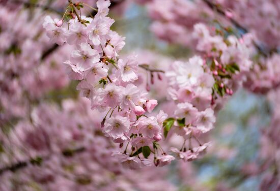 Russia Spring