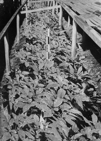 Ginseng plantation