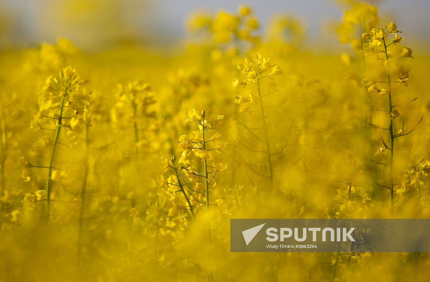 Russia Rapeseed Blossom