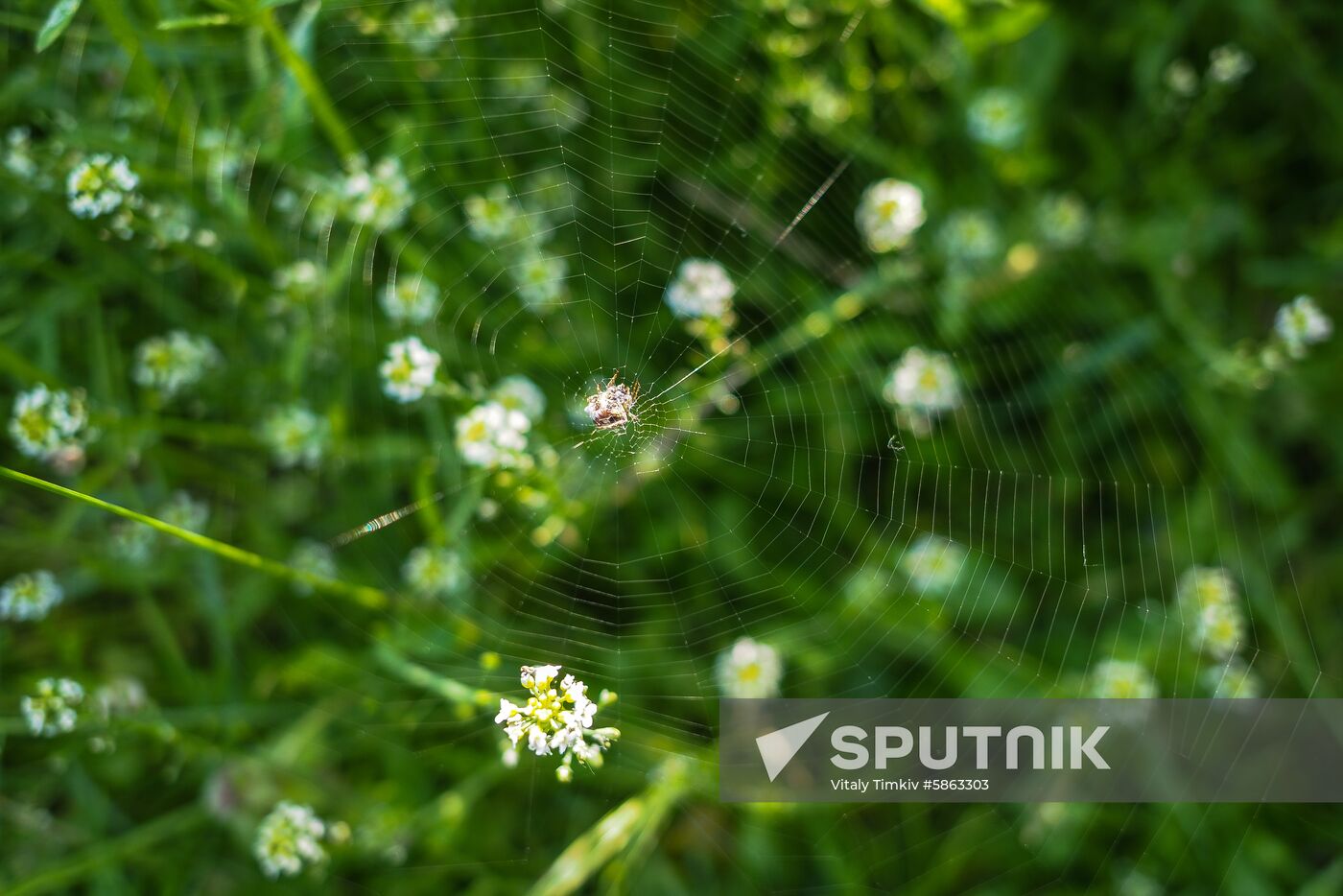 Russia Rapeseed Blossom