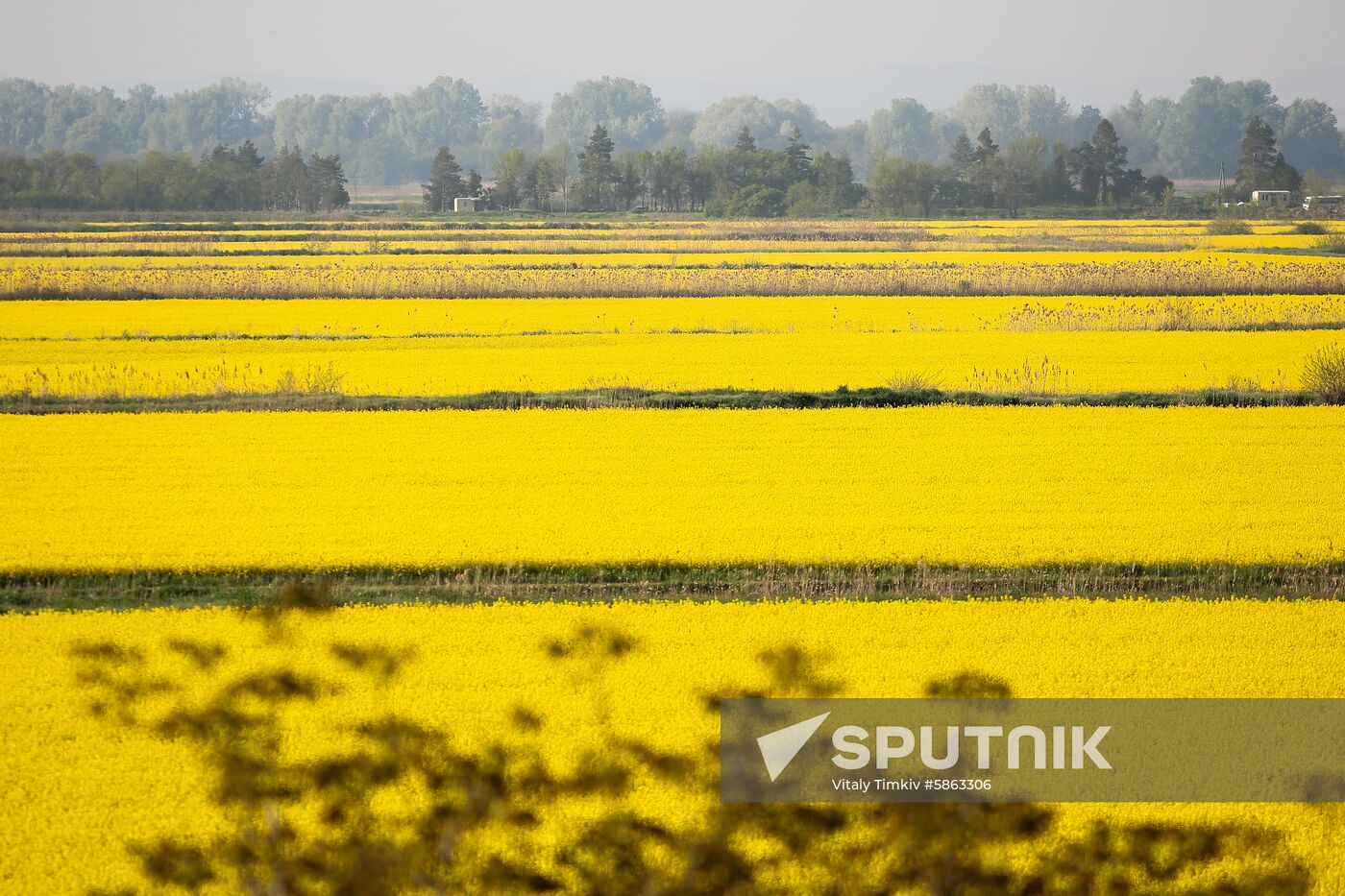 Russia Rapeseed Blossom