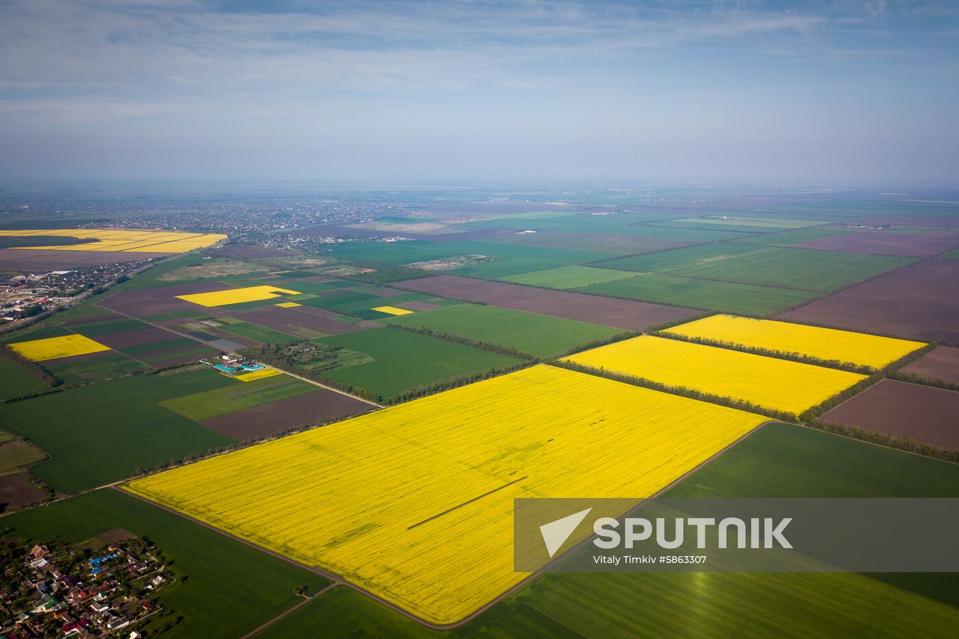 Russia Rapeseed Blossom