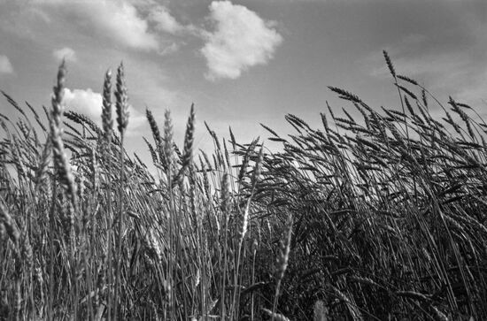 Komsomolsky collective farm