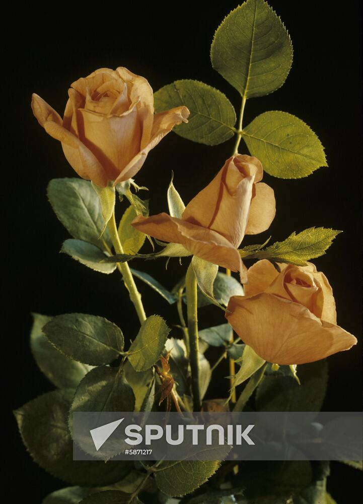 Rose