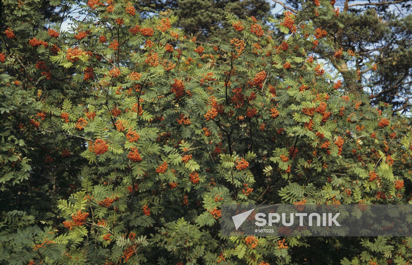 Ashberry bush