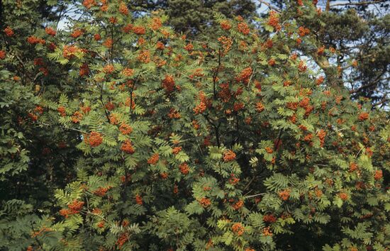 Ashberry bush