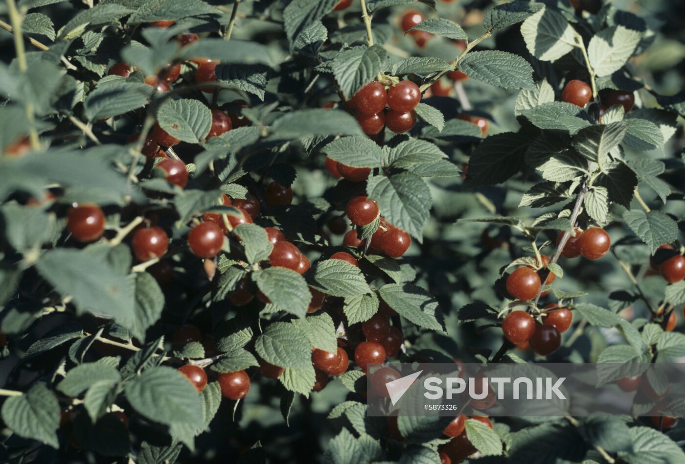 Nanking cherry