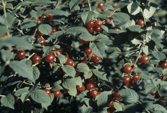 Nanking cherry