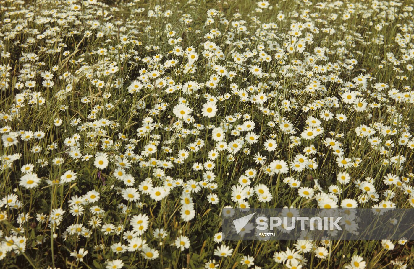 Camomile field