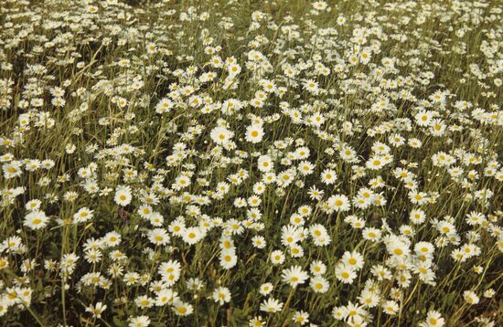Camomile field
