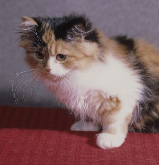 Cat show in Moscow