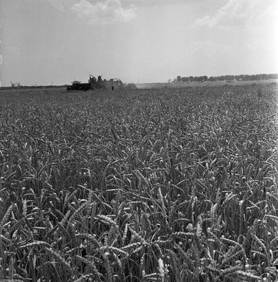 Ukrainian wheat field