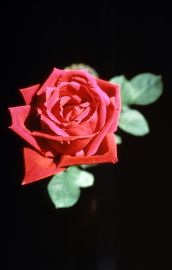 Perforated Rose by Yury Ivanov