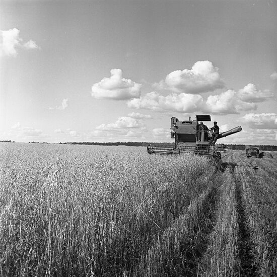 Oat harvesting in Moscow Region collective farm