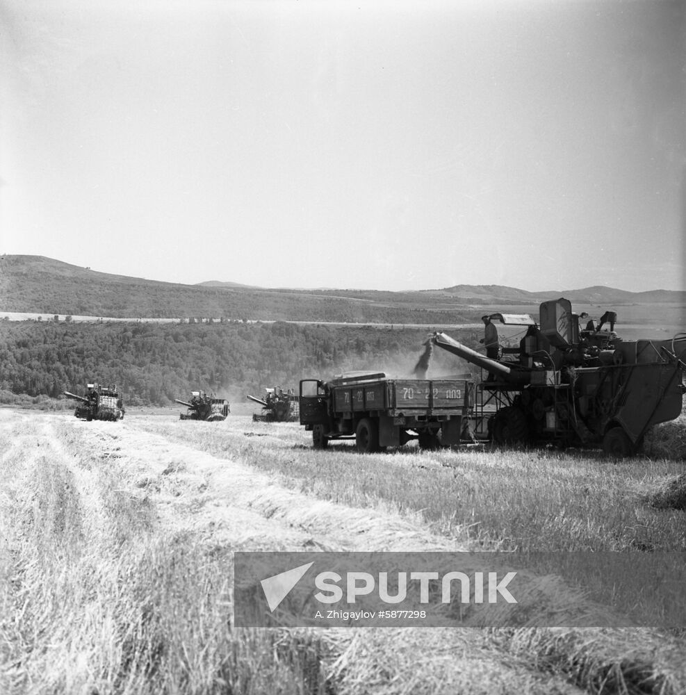 Wheat harvest in Altai
