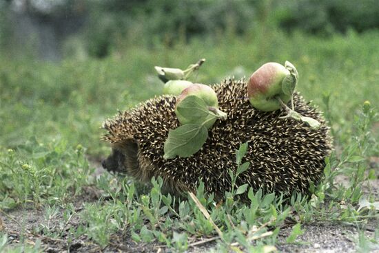 Little hedgehog
