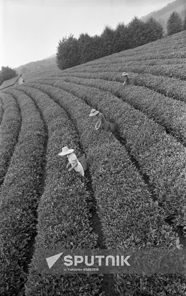 Soviet tea-growing sector