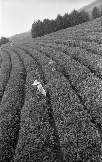 Soviet tea-growing sector