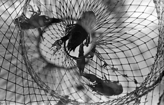 Crayfish caught in net