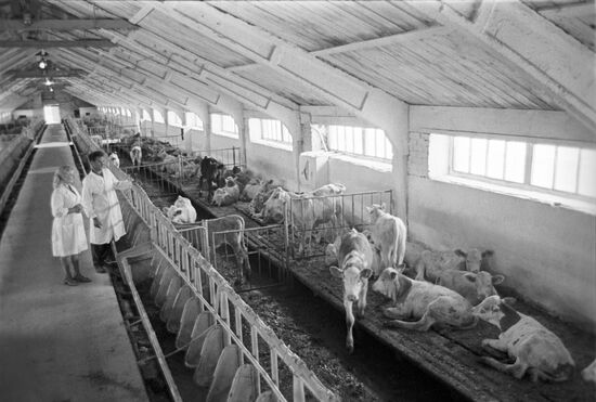 Yelansky state-owned farm