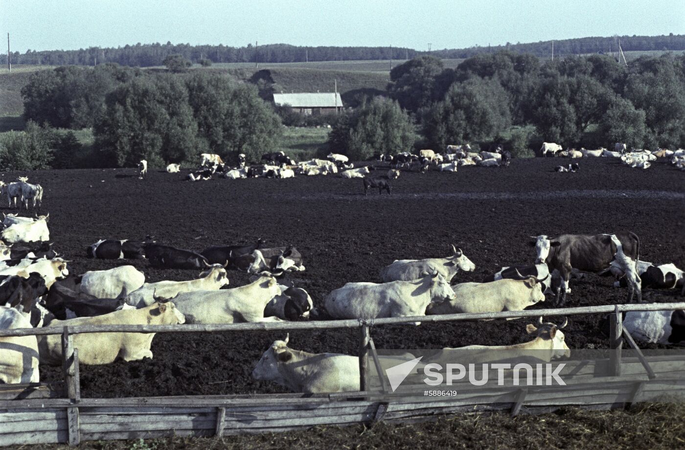 Yelansky state-owned farm