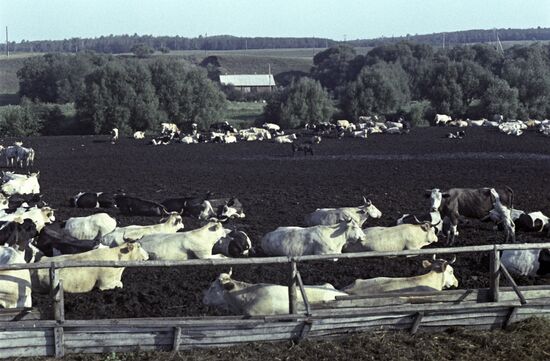 Yelansky state-owned farm