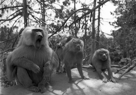 Sukhumi monkey nursery