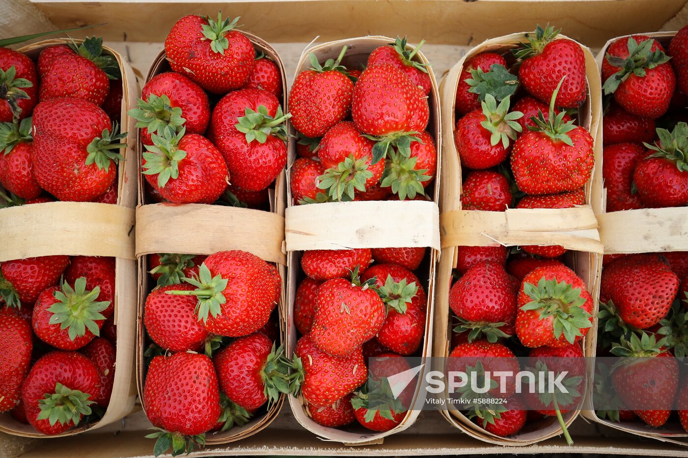 Russia Strawberry Harvest