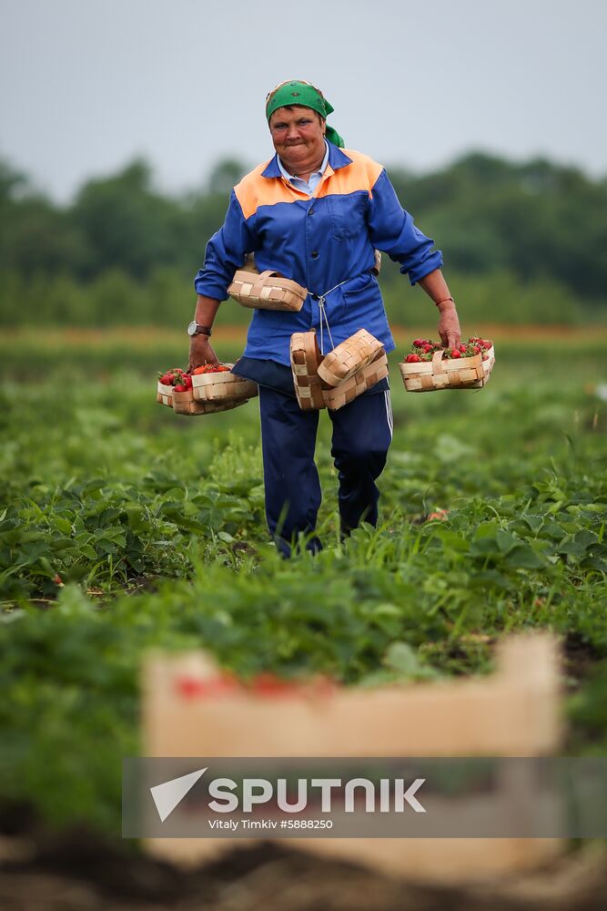 Russia Strawberry Harvest