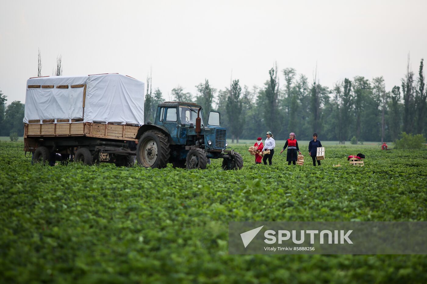 Russia Strawberry Harvest