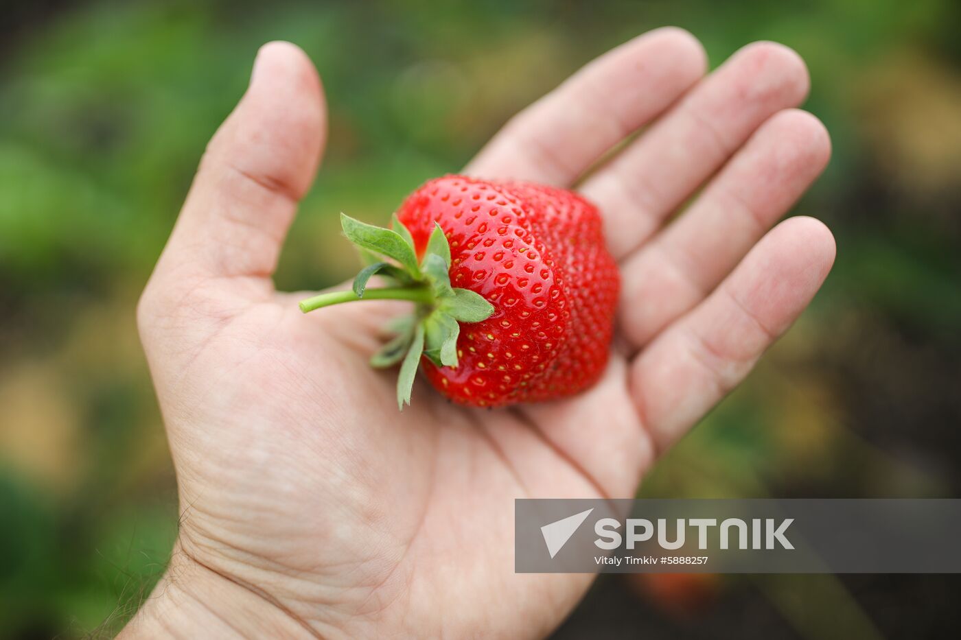 Russia Strawberry Harvest