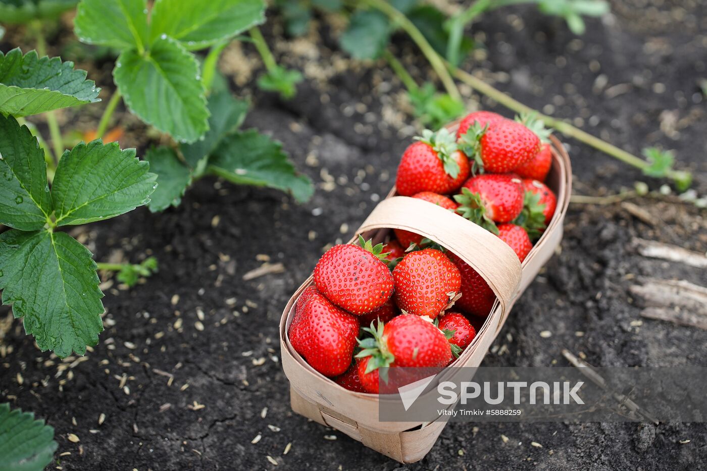 Russia Strawberry Harvest