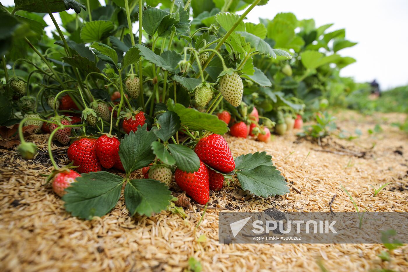 Russia Strawberry Harvest
