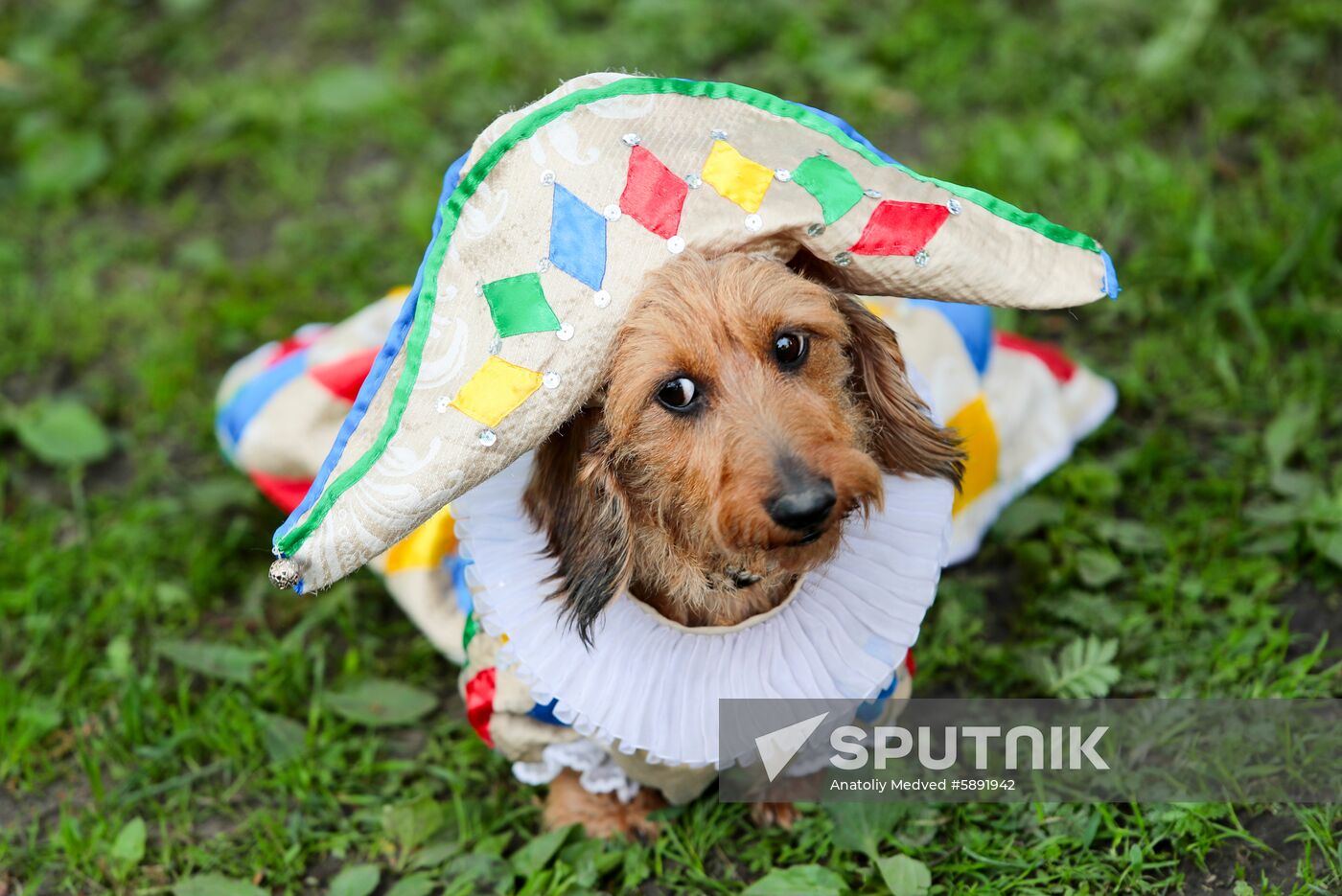 Russia Dogs Parade