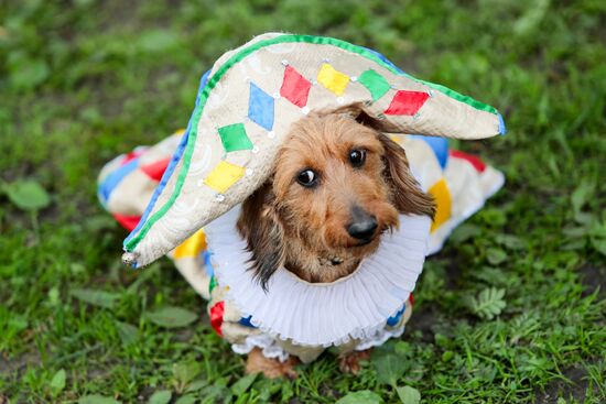 Russia Dogs Parade