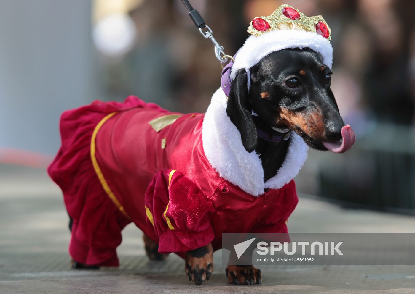 Russia Dogs Parade