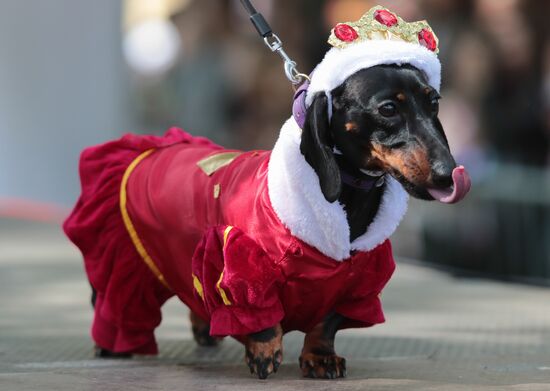 Russia Dogs Parade