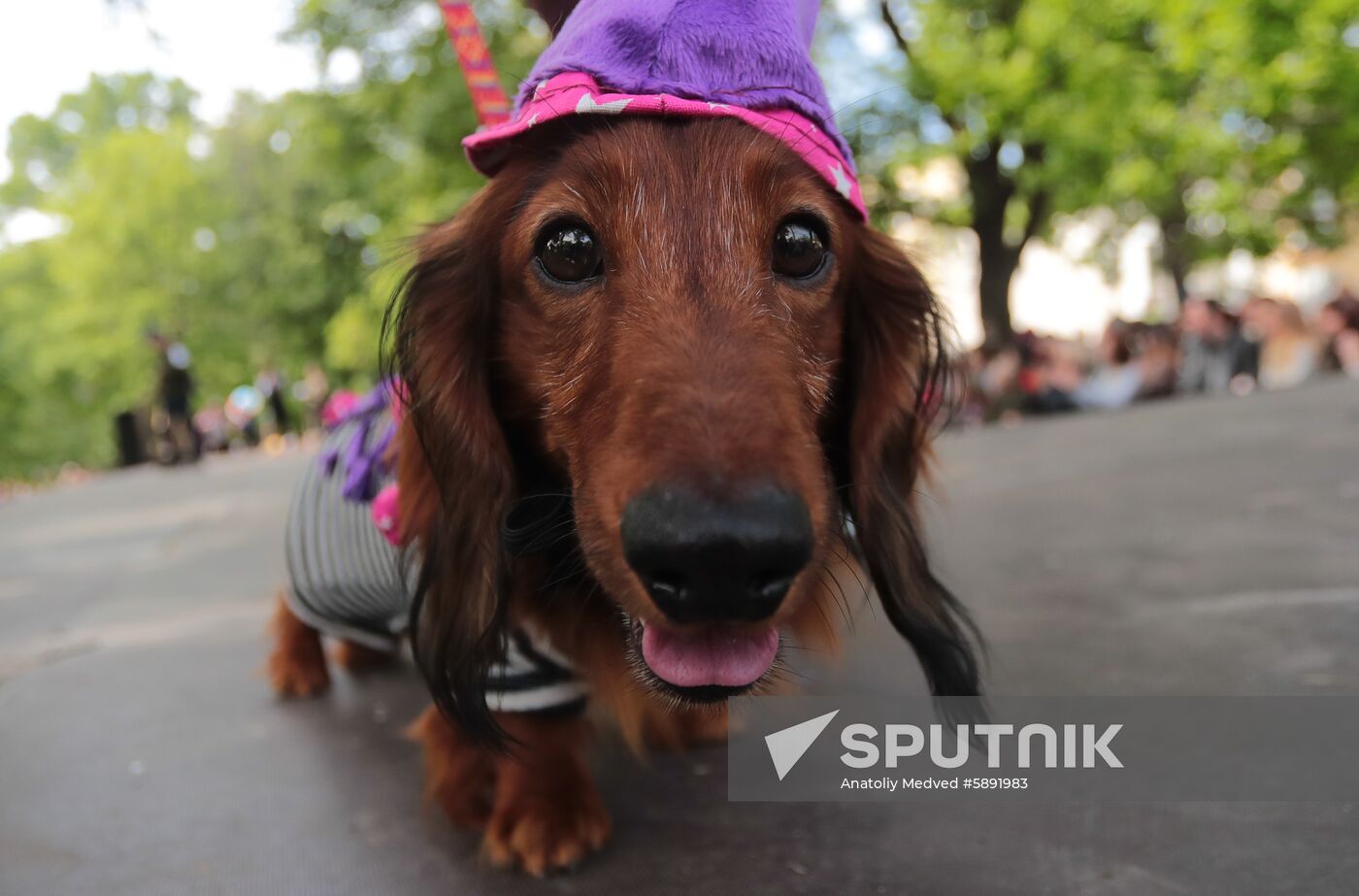 Russia Dogs Parade