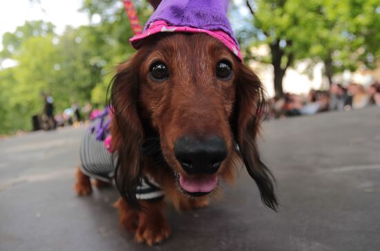 Russia Dogs Parade