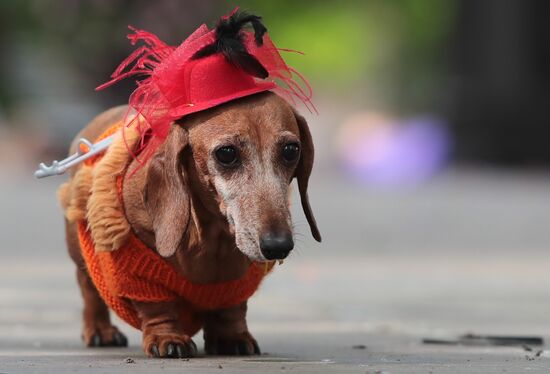 Russia Dogs Parade